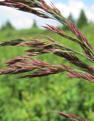 Calamagrostis canescens