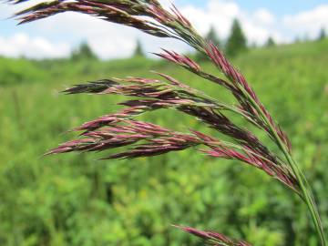 Fotografia da espécie Calamagrostis canescens