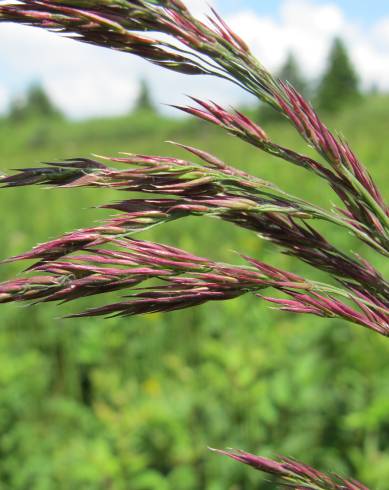 Fotografia de capa Calamagrostis canescens - do Jardim Botânico