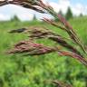 Fotografia 1 da espécie Calamagrostis canescens do Jardim Botânico UTAD