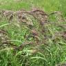 Fotografia 6 da espécie Calamagrostis canescens do Jardim Botânico UTAD