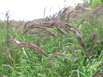 Fotografia da espécie Calamagrostis canescens