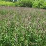 Fotografia 8 da espécie Calamagrostis canescens do Jardim Botânico UTAD