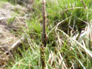 Fotografia da espécie Carex laevigata