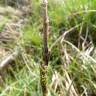 Fotografia 2 da espécie Carex laevigata do Jardim Botânico UTAD