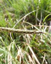 Fotografia da espécie Carex laevigata