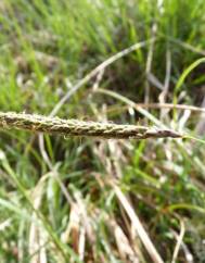 Carex laevigata
