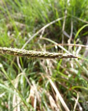 Fotografia 1 da espécie Carex laevigata no Jardim Botânico UTAD