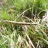 Fotografia 1 da espécie Carex laevigata do Jardim Botânico UTAD
