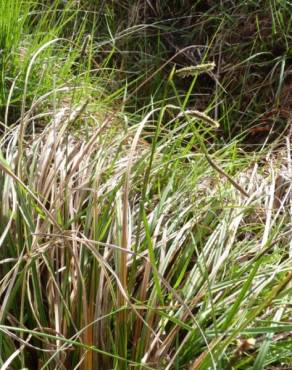 Fotografia 3 da espécie Carex laevigata no Jardim Botânico UTAD