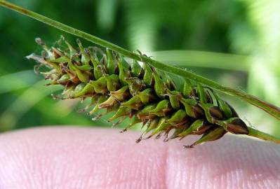 Fotografia da espécie Carex laevigata