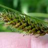 Fotografia 5 da espécie Carex laevigata do Jardim Botânico UTAD