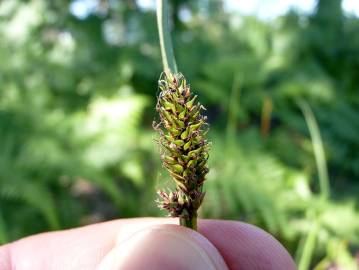 Fotografia da espécie Carex laevigata