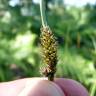 Fotografia 7 da espécie Carex laevigata do Jardim Botânico UTAD