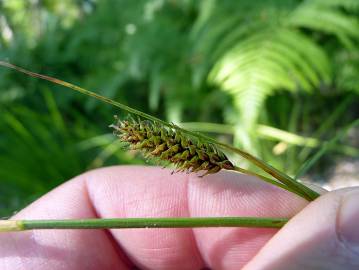 Fotografia da espécie Carex laevigata