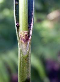 Fotografia da espécie Carex laevigata