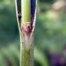 Fotografia 10 da espécie Carex laevigata do Jardim Botânico UTAD