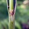 Fotografia 10 da espécie Carex laevigata do Jardim Botânico UTAD