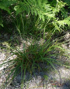 Fotografia 11 da espécie Carex laevigata no Jardim Botânico UTAD