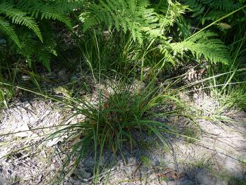 Fotografia da espécie Carex laevigata