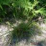 Fotografia 11 da espécie Carex laevigata do Jardim Botânico UTAD