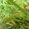 Fotografia 12 da espécie Carex laevigata do Jardim Botânico UTAD