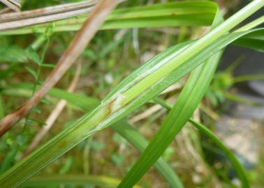 Fotografia da espécie Carex laevigata