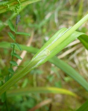 Fotografia 14 da espécie Carex laevigata no Jardim Botânico UTAD