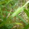 Fotografia 14 da espécie Carex laevigata do Jardim Botânico UTAD