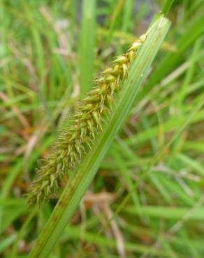 Fotografia 15 da espécie Carex laevigata no Jardim Botânico UTAD