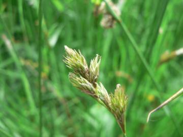 Fotografia da espécie Carex leporina