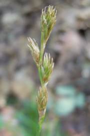 Fotografia da espécie Carex leporina