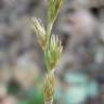 Fotografia 5 da espécie Carex leporina do Jardim Botânico UTAD