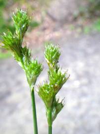 Fotografia da espécie Carex leporina