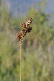 Fotografia da espécie Carex leporina