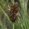 Fotografia 9 da espécie Carex leporina do Jardim Botânico UTAD