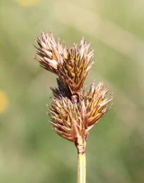 Fotografia 1 da espécie Carex leporina no Jardim Botânico UTAD