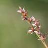 Fotografia 4 da espécie Carex spicata do Jardim Botânico UTAD