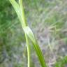 Fotografia 6 da espécie Carex spicata do Jardim Botânico UTAD