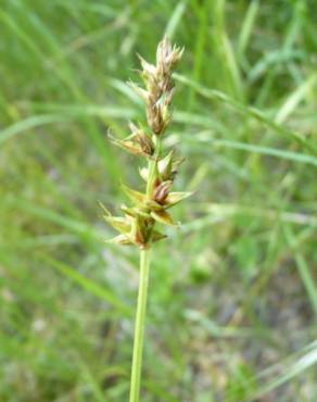 Fotografia 7 da espécie Carex spicata no Jardim Botânico UTAD