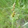 Fotografia 7 da espécie Carex spicata do Jardim Botânico UTAD