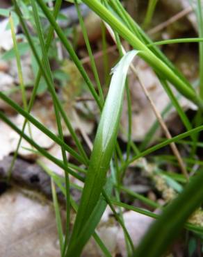 Fotografia 8 da espécie Carex spicata no Jardim Botânico UTAD