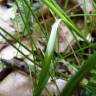 Fotografia 8 da espécie Carex spicata do Jardim Botânico UTAD