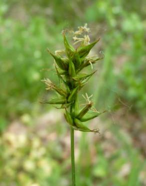 Fotografia 9 da espécie Carex spicata no Jardim Botânico UTAD