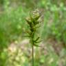 Fotografia 9 da espécie Carex spicata do Jardim Botânico UTAD