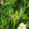 Fotografia 11 da espécie Carex spicata do Jardim Botânico UTAD