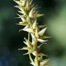 Fotografia 13 da espécie Carex spicata do Jardim Botânico UTAD
