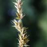 Fotografia 14 da espécie Carex spicata do Jardim Botânico UTAD