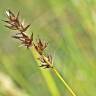 Fotografia 15 da espécie Carex spicata do Jardim Botânico UTAD