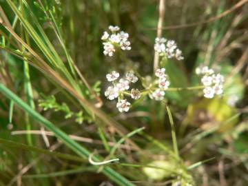 Fotografia da espécie Caropsis verticillato-inundata
